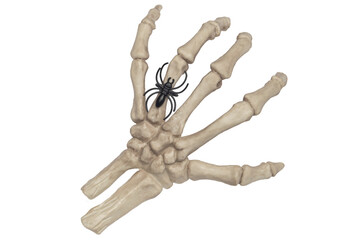 Skeleton hand with spider ring halloween
