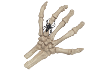 Skeleton hand with spider ring halloween