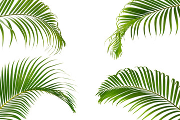 Fototapeta na wymiar set of palm leaves isolated on white background.