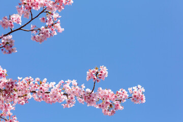 青空の中の河津桜　鹿児島市石橋公園
