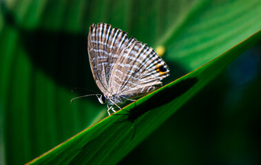 Close up picture of a tiny gray color moth on a leaf with a green color background