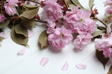 Sakura tree branch with beautiful blossom on white wooden background. Japanese cherry