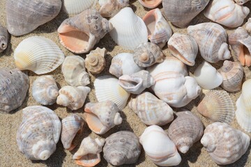 Many beautiful sea shells on sand, closeup