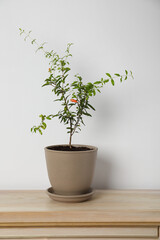 Pomegranate plant with green leaves in pot on wooden table near white wall