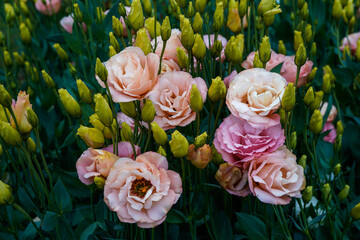A flower bed full of apricot lisianthus flowers growing outdoors.