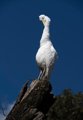 Great Egret (Ardea alba)