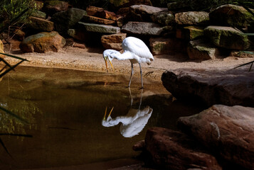 Great Egret (Ardea alba)