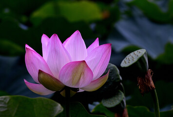 A pink lotus flower is blooming