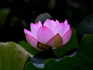 A pink lotus flower is blooming
