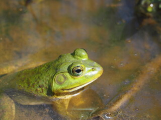 closeup of bullfrog