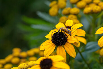 Rudbeckia black eyed susan plant- flower with golden yellow petals with a raised dark brown center.