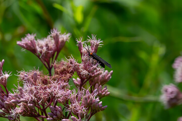 Joe-Pye weeds ( Eutrochium ) are native plant to the United States and Canada