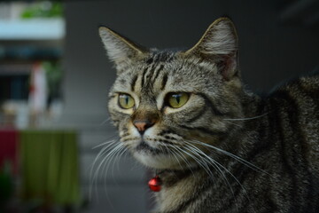 Portrait of adult cat with isolated grey background