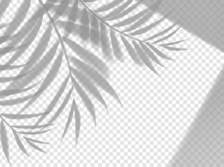 Palm leaves shadow background overlay. Vector tree leaf in square window frame. Realistic template with light effect on transparent backdrop for summer travel, beach or cosmetics beauty product