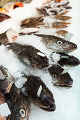 Fresh cooled European hakes (Merluccius merluccius) on crushed ice in open display of fish store
