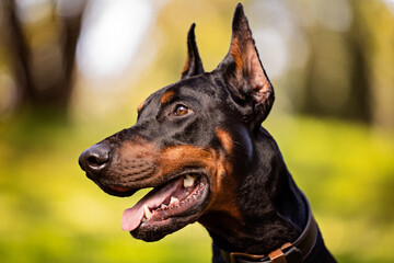outdoor portrait of a Doberman