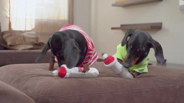 Two dogs play with same toys at home on cozy bed. Dachshunds share identical snowmen, rivalry. Promotion two for price of one, benefit, offer. Children envy does not share toys. dogs gnaw, bite toys