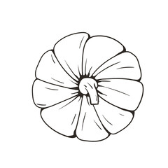 Pumpkin on the top view. Vector line drawing black and white