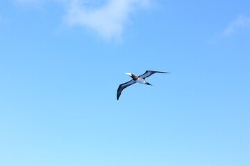 seabirds and sky