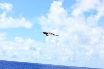 seabirds and sky