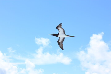 Fototapeta na wymiar seabirds and sky