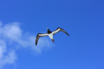 seabirds and sky