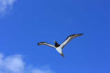 Fototapeta na wymiar seabirds and sky