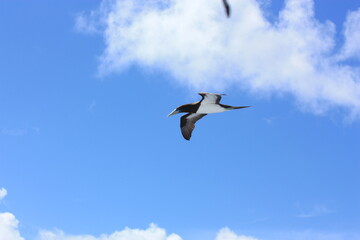 seabirds and sky