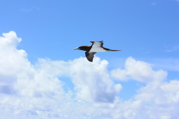 seabirds and sky
