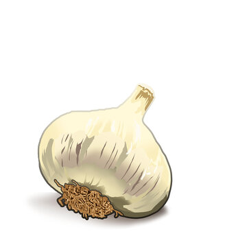 Ilustración de cabeza de ajo con fondo blanco