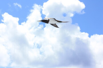 seabirds and sky