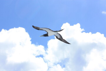 seabirds and sky