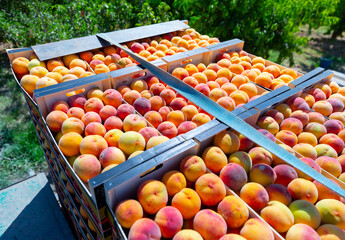 Closeup of freshly harvested ripe organic peaches in crates stacked outdoors in orchard on sunny...