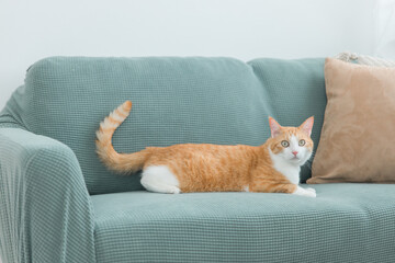 家のソファでくつろぐ雑種の猫
