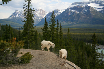Mountain goats on a cliff edge in Alberta, Canada.