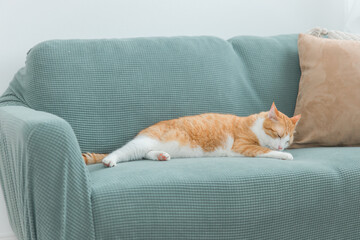 家のソファでくつろぐ雑種の猫（毛繕い・グルーミング）
