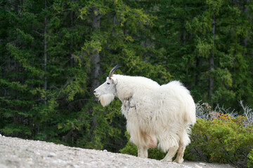Mountain goat in a clearing in a forest in Alberta.