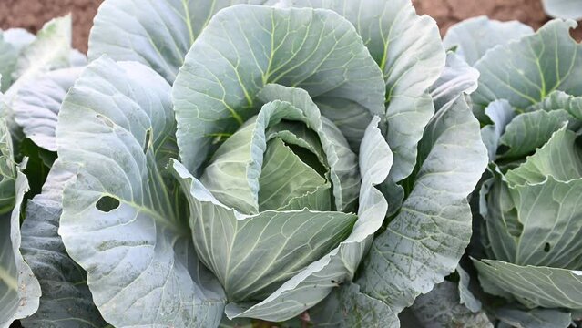Green cabbage leaves growing on irrigated field. Cultivated cabbage growing in garden. Close up of a head of cabbage.