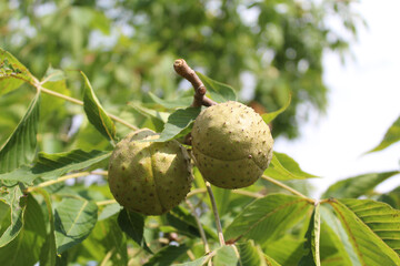 Ohio buckeye nuts at Blackwell Forest Preserve in Warrenville, Illinois