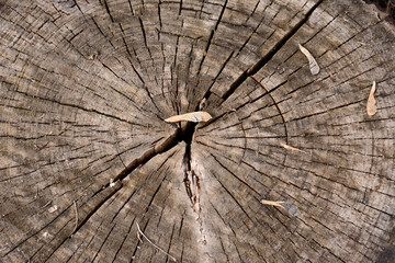 Close-up shot of a saw cut tree trunk with cracks in the center and annual rings.