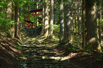 山の森の参道と赤い鳥居