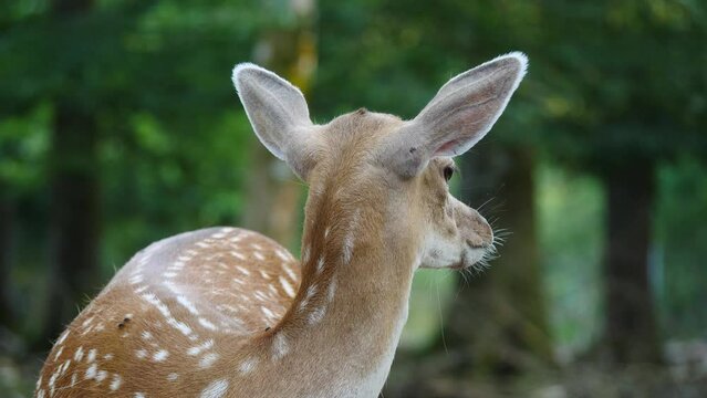 Single female fallow deer in natural environment. Deer Dama dama. Vision Park in Auberive region, France. Slow motion