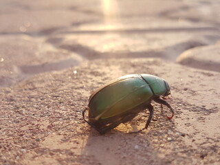 stag beetle on the sand