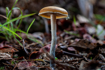 Mushroom 