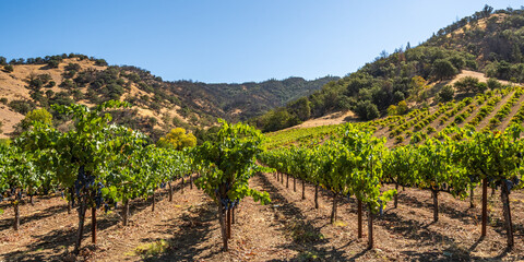 Fototapeta na wymiar Panorama of Napa Valley Vineyard, Napa County, California, USA.