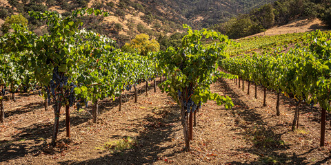 Panorama of Napa Valley Vineyard, Napa County, California, USA.