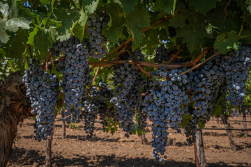 Mature grapes on the vine, Napa County, California, USA.
