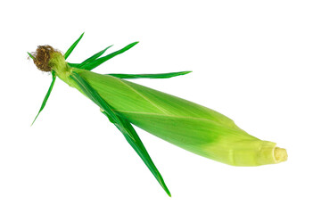 fresh corn cob isolated on white background