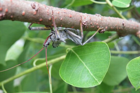 Arilus cristatus bug on plant in Florida nature