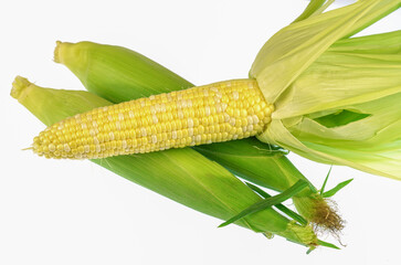 fresh corn cob isolated on white background